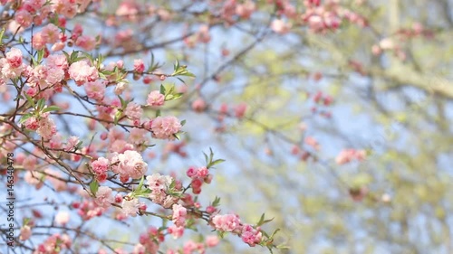 Spring background of Sakura tree. Petals and flowers sakura waving on wind. Beautiful cherry blossom sakura in spring time over blue sky.