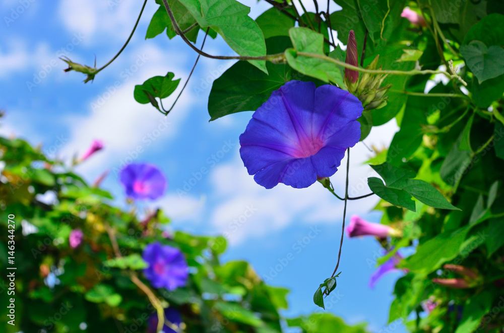 朝顔 空背景 Morning Glory Kyoto Japan Stock Photo Adobe Stock