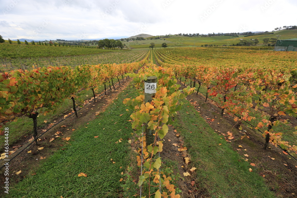 Vineyards in the Yarra Valley Melbourne Australia