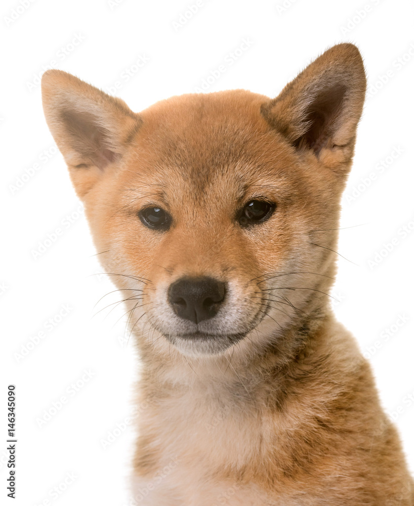 puppy shiba inu puppy shiba inu