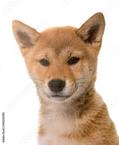 puppy shiba inu