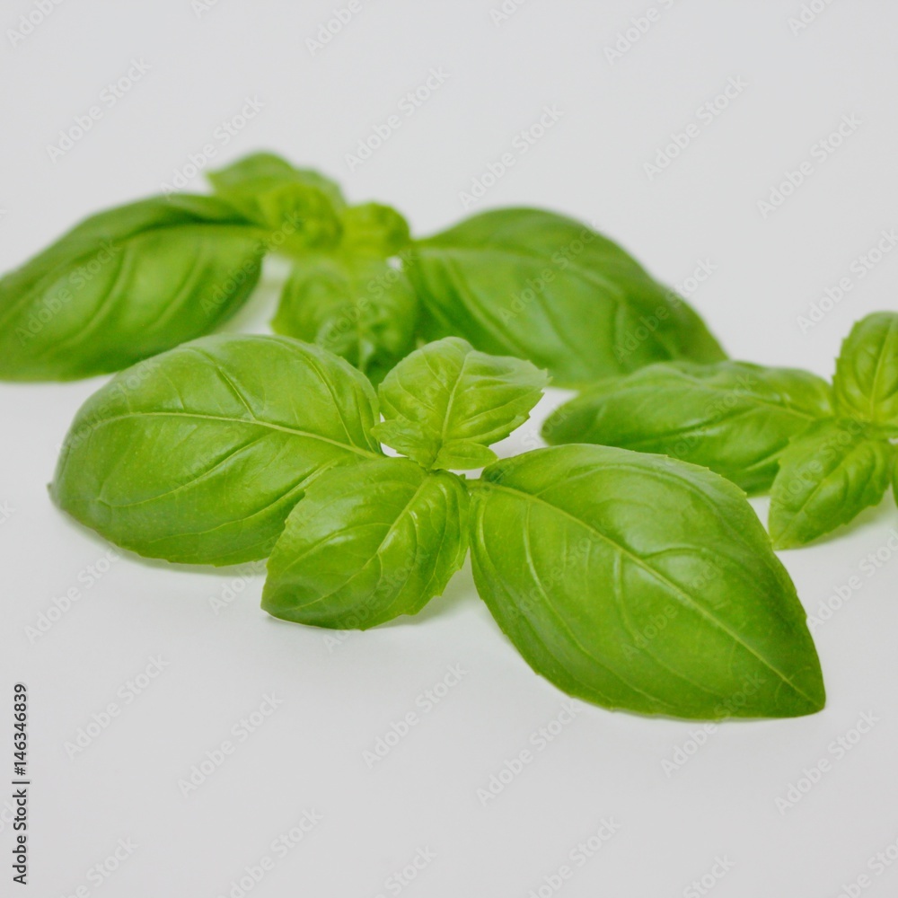 Isolated basil on white background Isolated basil on white background
