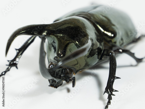Rhinoceros beetle Chalcosoma caucasus, Rhino beetle,Unicorn beetle, Horn beetle isolated © Oleksandr