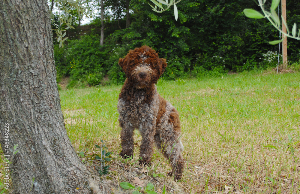 Lagotto Romagnolo truffle dog