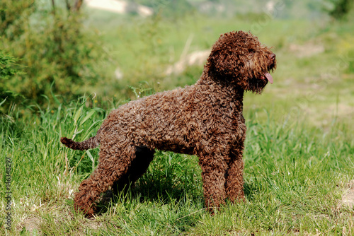 Lagotto Romagnolo truffle dog