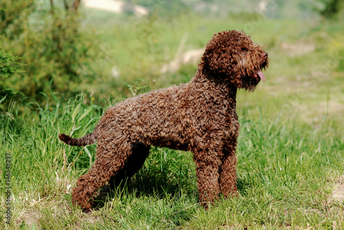 Lagotto Romagnolo truffle dog photo