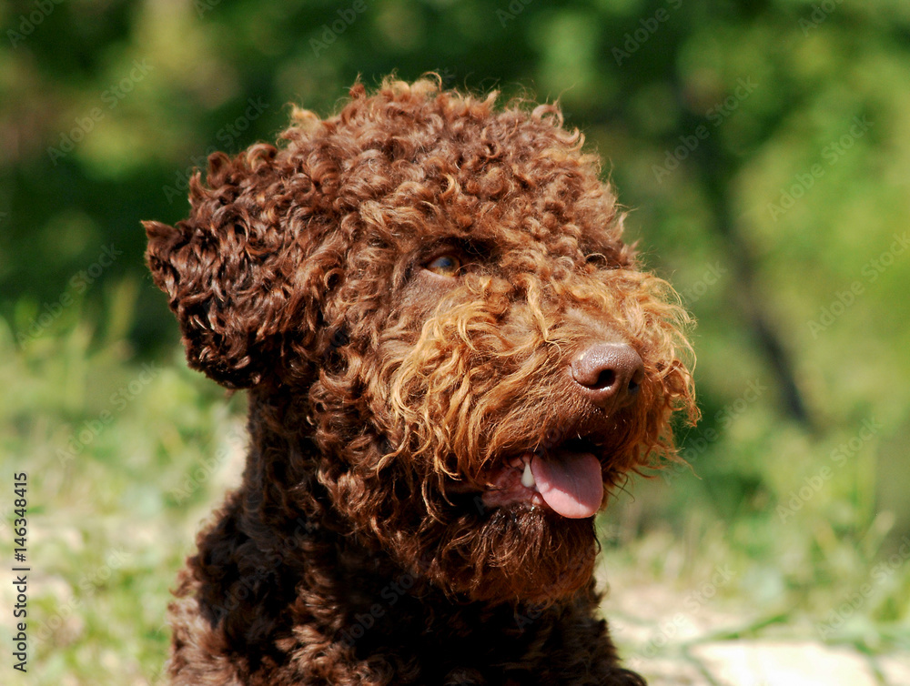 Lagotto Romagnolo truffle dog
