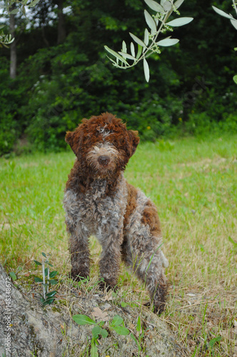 Lagotto Romagnolo truffle dog