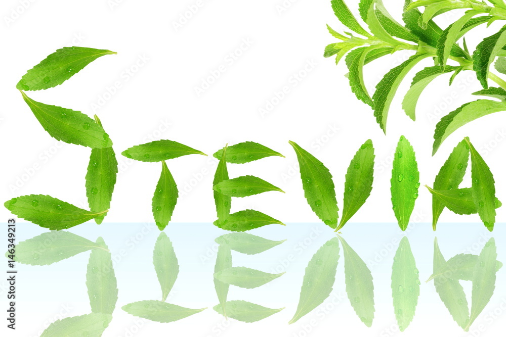 fresh green Stevia rebaudiana with leaves text and text copy space in white background