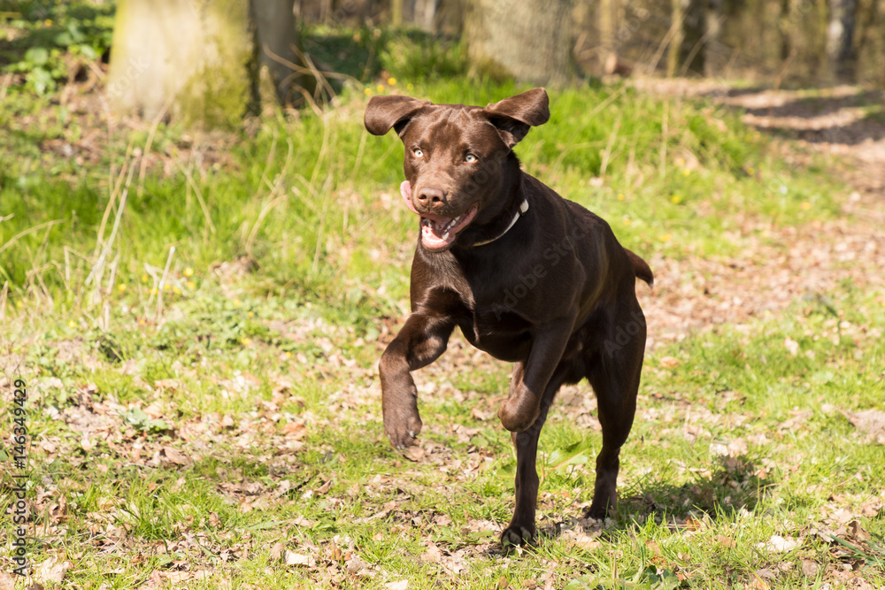 Labrador running in a forest Labrador running in a forest