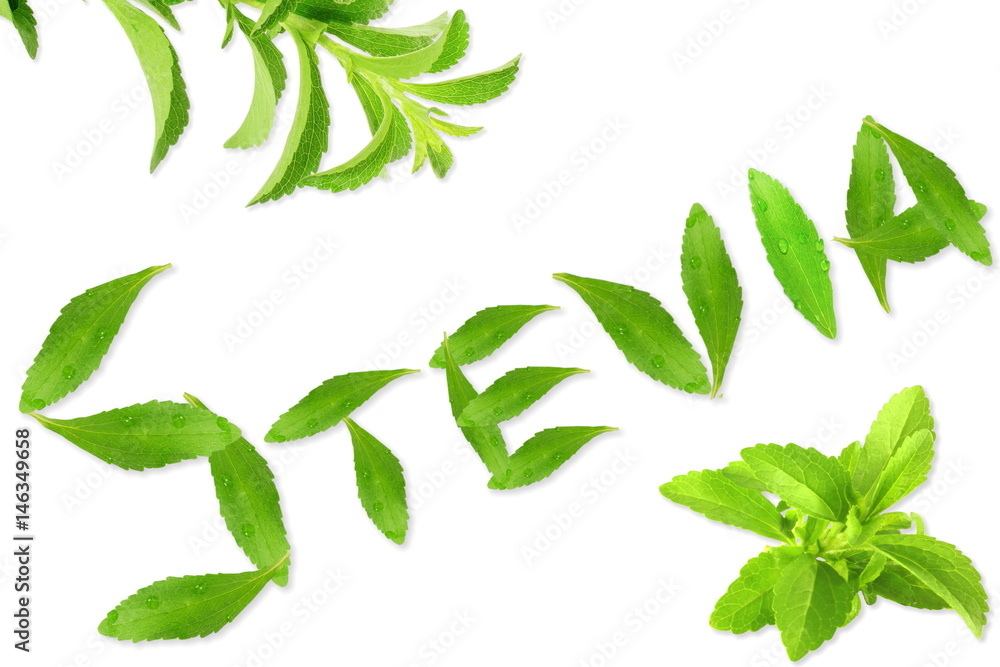 fresh green Stevia rebaudiana with leaves text and text copy space in white background