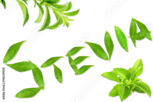 Fototapeta Naklejka Na Ścianę i Meble -  fresh green Stevia rebaudiana with leaves text and text copy space in white background