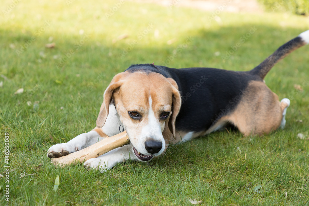 beagle eats a bone