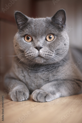 A gray cat sits on the floor in a shelter under a table © Anna Jurkovska