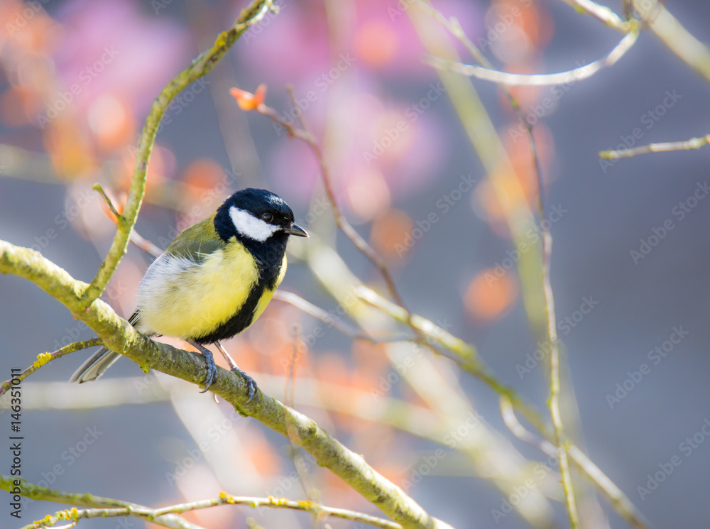 Fototapeta premium Great Tit bird sitting on a tree branch