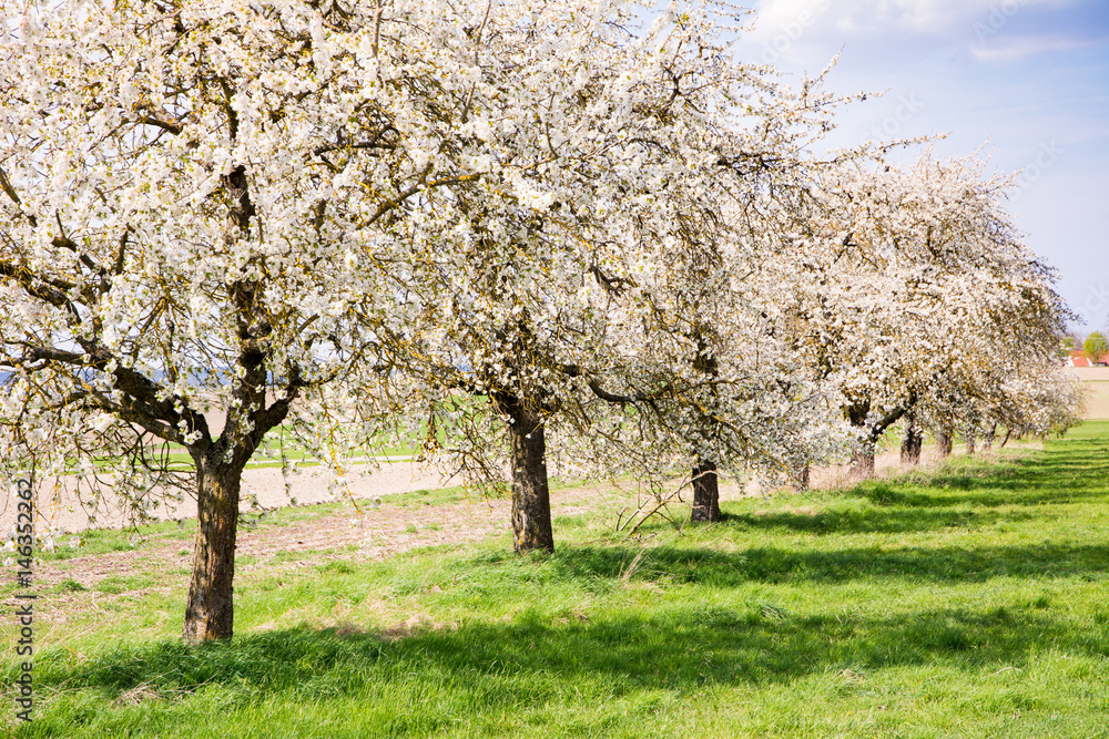 Meadow with flowering fruit trees Meadow with flowering fruit trees