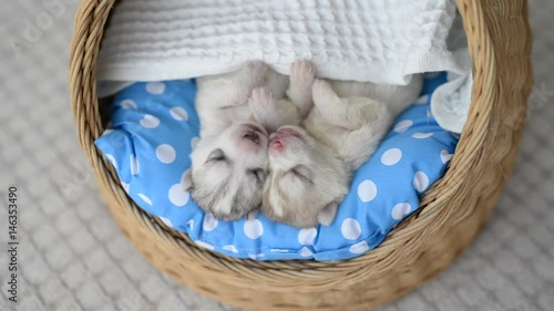 Cute siberian husky puppy sleeping and hugging in a basket1 photo