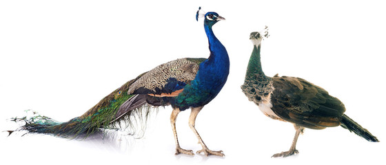 Fototapete Pfau Pfau im Studio mit Federrad  © cynoclub