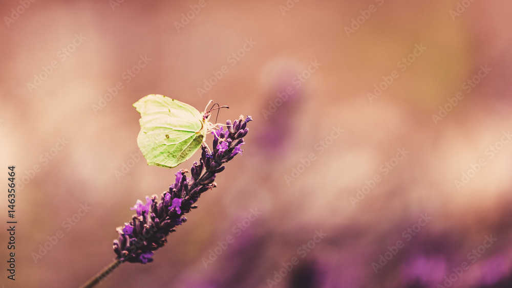 Naklejka premium Butterfly No4