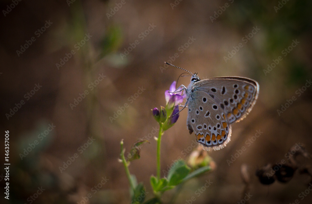 custom made wallpaper toronto digitalButterfly on a flower