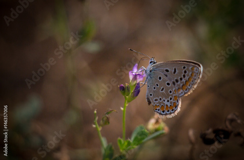 Wallpaper Mural Butterfly on a flower Torontodigital.ca