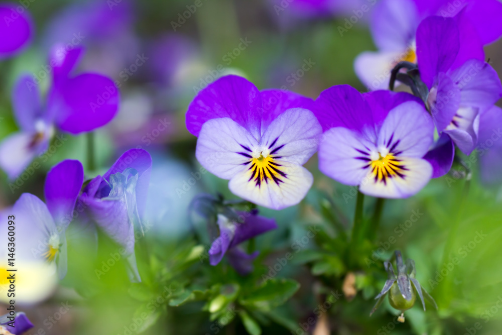 Fototapeta premium Flowers pansies