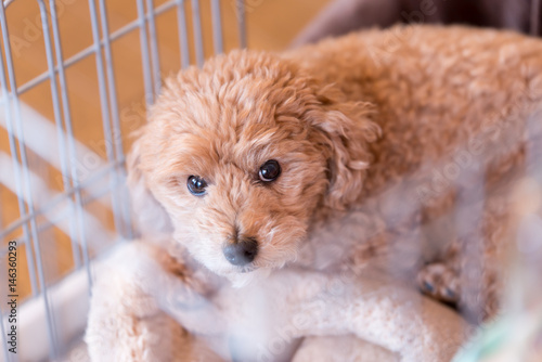 Fototapeta Naklejka Na Ścianę i Meble -  ケージの中からこちらを見つめる犬ートイプードル