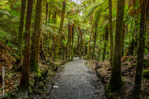 Track at Franz Josef Glacier, Located in Westland Tai Poutini National Park on the West Coast of New Zealand