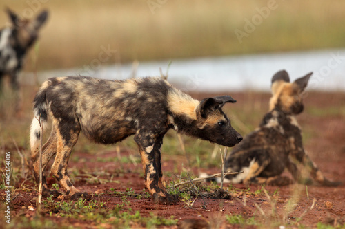 The African wild dog(Lycaon pictus) also knows as African hunting or African painted dog or painted wolf,puppies on the shore of water