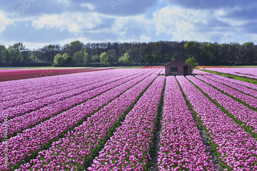 flowerbulbs