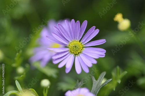 Aster