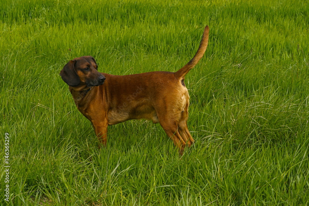 Gismo - Bayrischer Gebirgsschweißhund - 6 Jahre alt Gismo - Bayrischer Gebirgsschweißhund - 6 Jahre alt