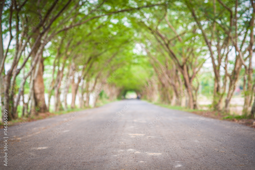 Fototapeta premium Tree tunnel road