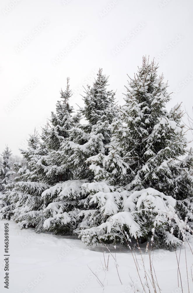 Naklejka premium Spruces