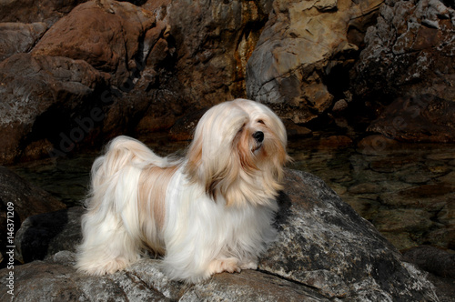 Portrait of lhasa apso dog photo