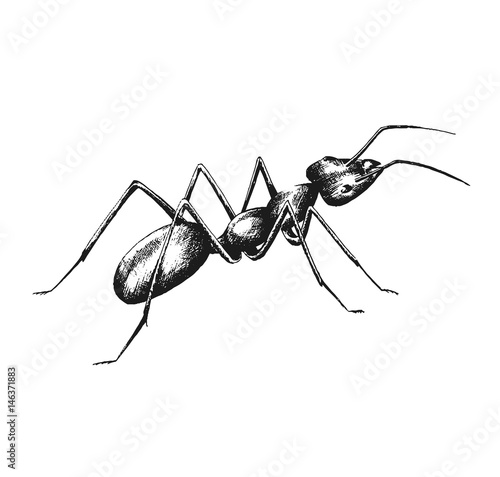 sketch drawing of an ant