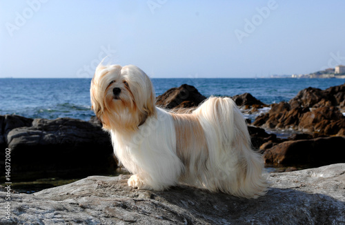 Portrait of lhasa apso dog