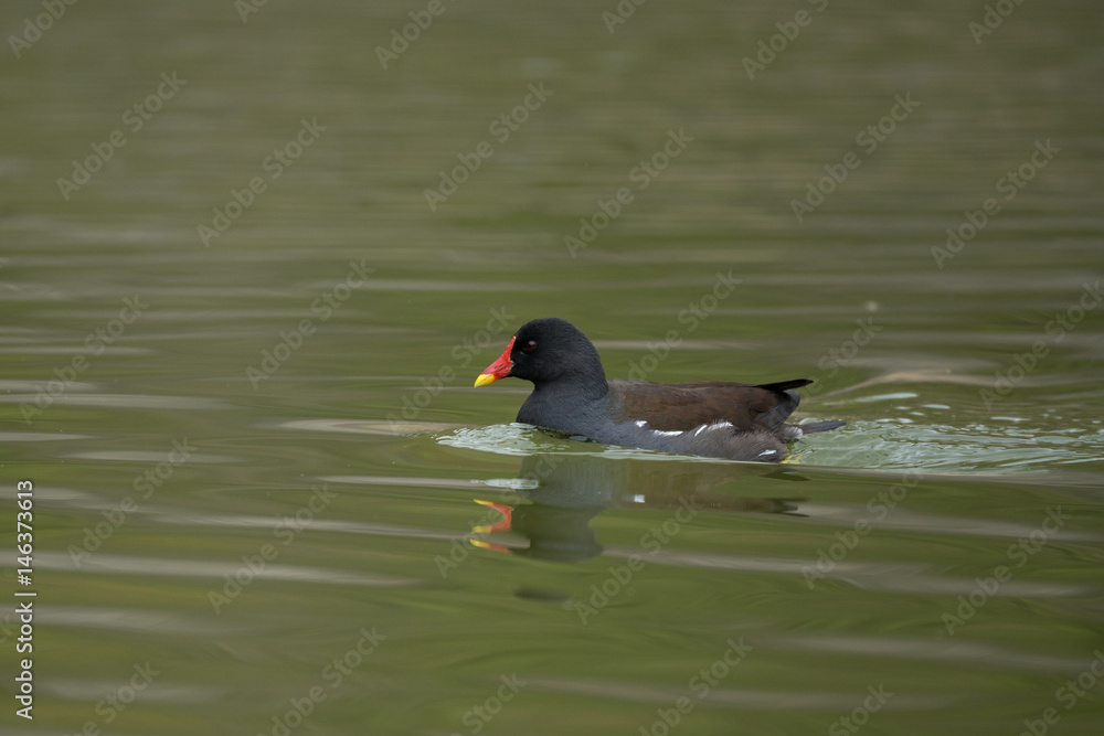 Teichhuhn im großen Teich Teichhuhn im großen Teich