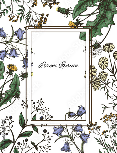 vector illustration background with grass