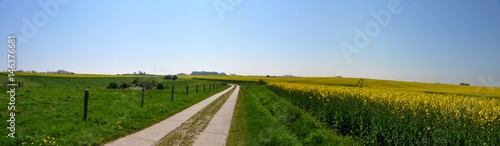 Plattenstraße durchs Rapsfeld in Vitte auf Rügen