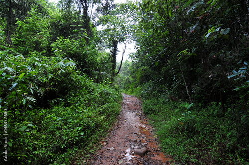 sinharaja regenwald, sri lanka photo