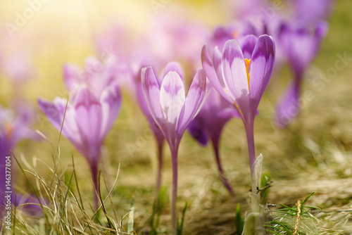 Beautiful violet crocus flowers growing on the dry grass, the first sign of spring. Seasonal sunny easter background. © Roxana