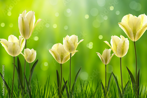 Fototapeta Naklejka Na Ścianę i Meble -  weiße tulpen im frühling