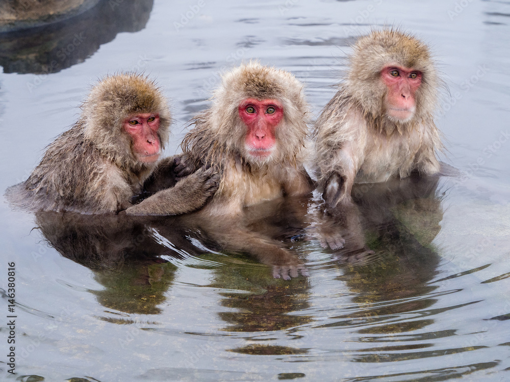 Fototapeta premium Snow monkeys groom and take a bath, Jigokudani, Nagano, Japan.