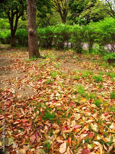 落ち葉のある春の公園風景