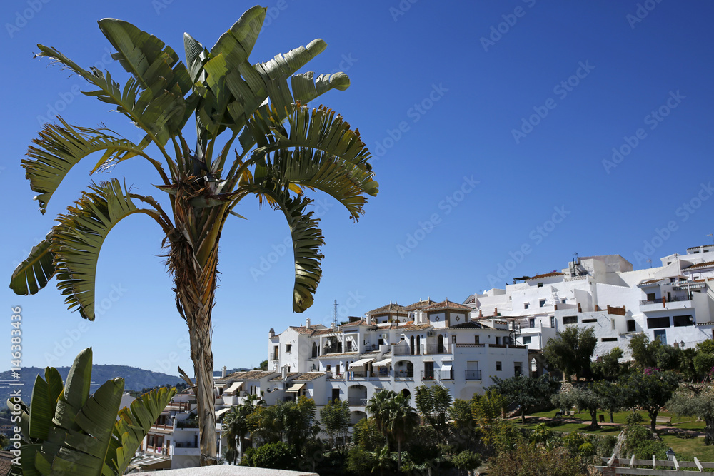 palm tree with Frigiliana in the background, Andalusia, Spain