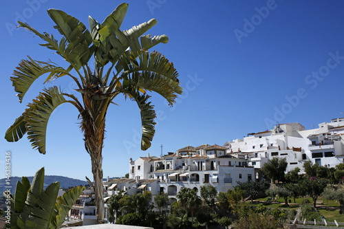 palm tree with Frigiliana in the background, Andalusia, Spain