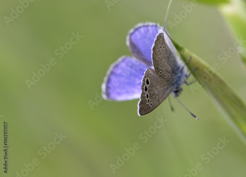 The diagnostic large black spots on the underwing of the Paphos Blue butterfly (Glaucopsyche paphos), Paphos, Cyprus. photo