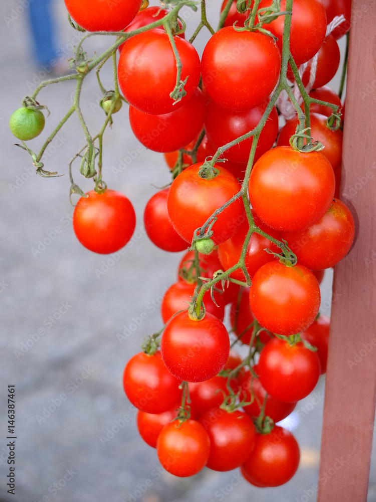 Branch of fresh cherry tomatoes hanging on trees