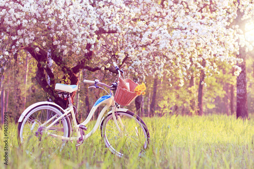 spring pastime weekend/ Stop for a picnic under the blossoming apple tree at sunset